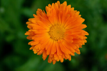 orange flower in the garden