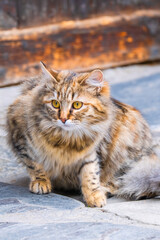 Street Cat, close portrait, wildlife animals