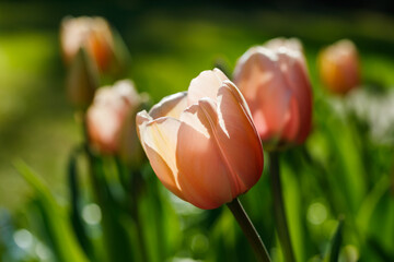 Pink tulips in sunlight in the spring garden.
