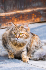 Street Cat, close portrait, wildlife animals