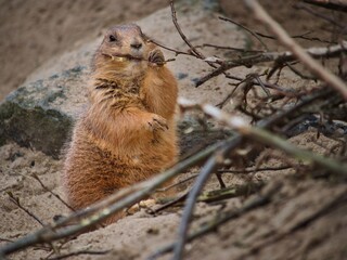 black tailed prairie dog eating