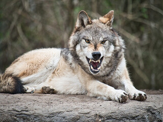 aggressive timber wolf showing teeth