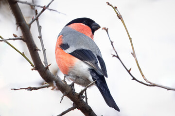 A male Eurasian bullfinch sits on a branch and looks toward the camera lens on a sunny spring day. Close-up portrait of bullfinch with white background.	