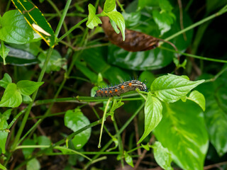 spiny caterpillars on deciduous leaves. Doleschallia bisaltide philippensis (Autumn Leaf) larvae on Graptophyllum pictum (Mindanao, Philippines, Indonesia)
