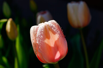 Pink tulips in sunlight with raindrops in spring garden