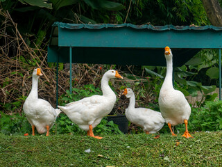 a flock of swans in the afternoon about to enter a pond after a meal
