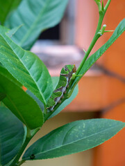 green caterpillar snail on orange tree