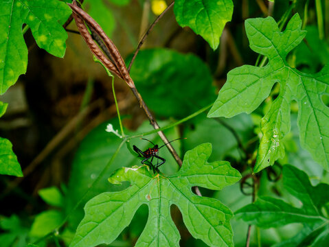 Leptoglossus gonagra Fabricius or asasin bug between leaves