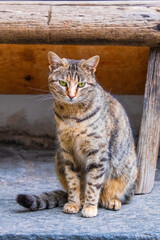 Street Cat, close portrait, wildlife animals
