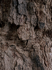 A close-up of the trunk texture of a longan tree. tree trunk as background.