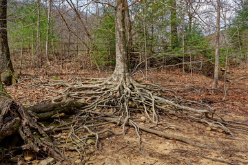 Live tree with exposed roots