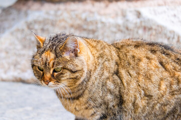Street Cat, close portrait, wildlife animals