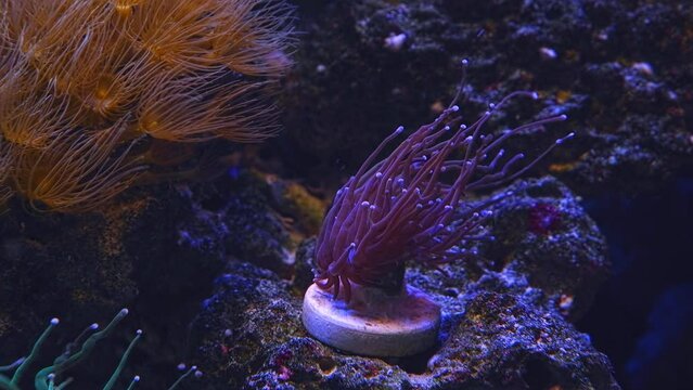 torch coral frag grow on plug and move violet tentacle, absorb dissolved organic matter in reef marine aquarium, Parazoanthus gracilis popular pet in LED actinic blue light, live rock ecosystem design
