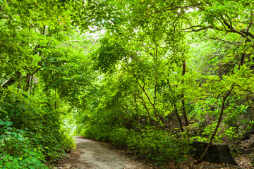 The trail through the green forest of the mountains in Tzaishan(Shoushan) National Nature Park, Kaohsiung, Taiwan.