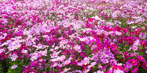 A large area of Cosmos Bipinnatus flowers as a background.