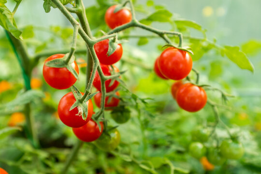 Ripening tomatoes on the branches tomato tree for publication, design, poster, calendar, post, screensaver, wallpaper, postcard, banner, cover, website. High quality photo