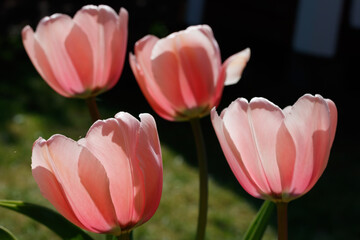 Pink tulips in sunlight in the spring garden.