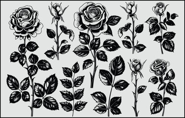 set of black and white flowers, Set of decorative rose with leaves. Flower silhoutte,Rose garden design elements,  Black buds and stems of roses stencils isolated on white background,   - obrazy, fototapety, plakaty