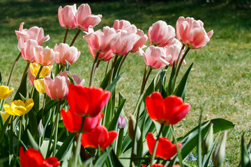 Pink, red and yellow tulips in sunlight in the spring garden.
