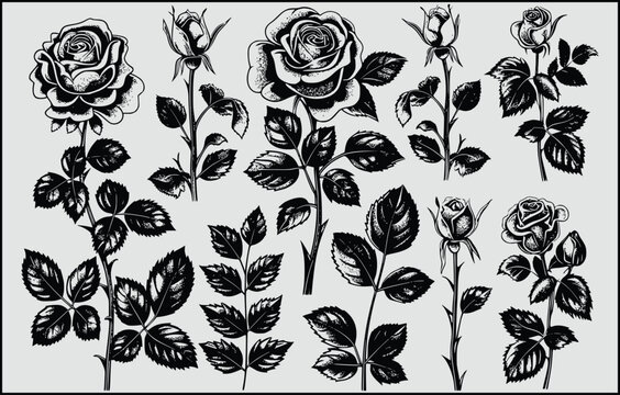 set of black and white flowers, Set of decorative rose with leaves. Flower silhoutte,Rose garden design elements,  Black buds and stems of roses stencils isolated on white background,  