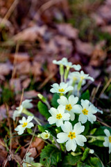 Primula vulgaris (primrose) flowering in spring, yellow flowers greeting card, garden wallpaper