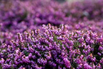 Erica carnea spring alpine heath  violet flowers on a sunny day