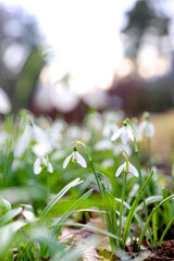 Snowdrops in a forest in golden light