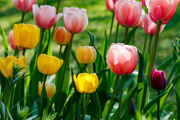 Pink and yellow tulips in sunlight in the spring garden.