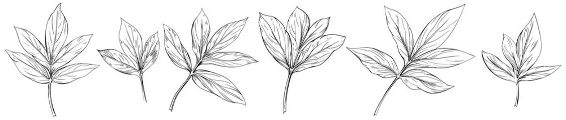 Set of peony leaves. Black and white engraved ink art. Isolated leaves illustration element on white background.