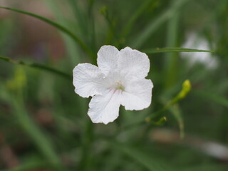 White flower bloom