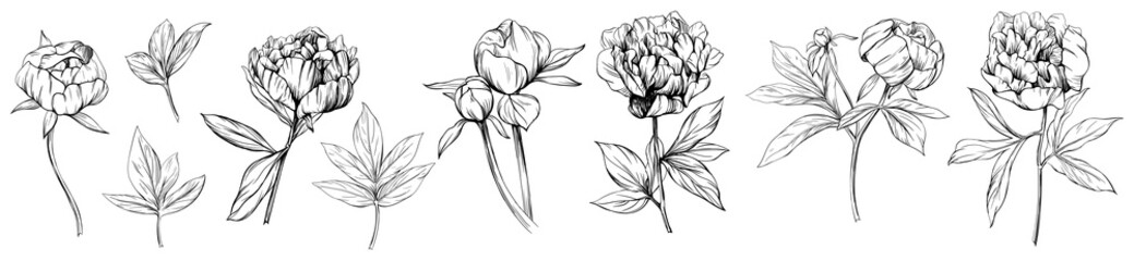 Peony floral botanical flower hand drawn. Wild spring leaf wildflower isolated. Black and white engraved ink art collection. Isolated peony illustration element on white background. © ARTSTOK