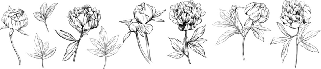 Peony floral botanical flower hand drawn. Wild spring leaf wildflower isolated. Black and white engraved ink art collection. Isolated peony illustration element on white background. © ARTSTOK
