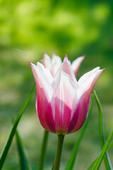 Pink tulips in sunlight in the spring garden.