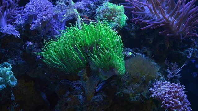 torch coral on frag plug move green fluorescent tentacles, active animal in laminar flow of reef marine aquarium, popular pet in LED actinic light, beginner aquarist, soft coral live rock ecosystem