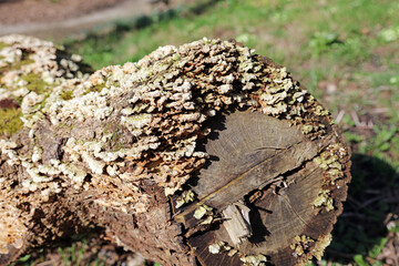 Fungi growing on a tree trunk, Derbyshire England
