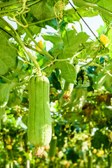 Close-up of loofah growing in the garden of Taiwan.