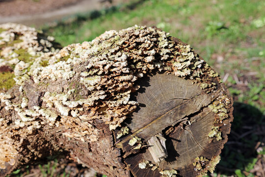 Fungi growing on a tree trunk, Derbyshire England
