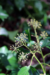 Macro image of Common Ivy stalks, Derbyshire England
