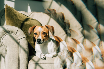 Brown and White Dog Sitting on Couch