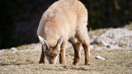 Steinböcke geniessen die Sonne des frühen Frühlings