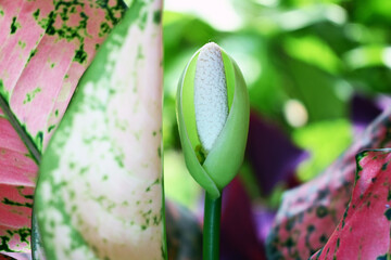 Close-up photo of a plant bud Syngonium podophyllum