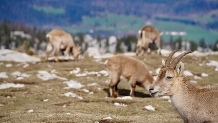 Steinböcke geniessen die Sonne des frühen Frühlings