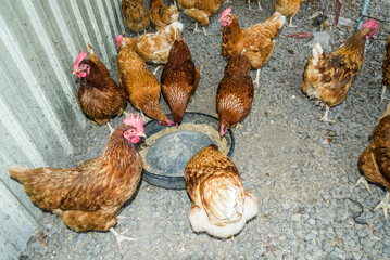 Chickens in the traditional free-range poultry farm.