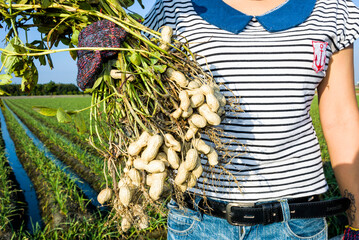 A farmer is holding a bunch of peanuts in front of the farm background. in Yunlin County, Taiwan.