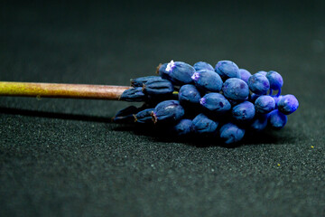Flor nazareno
