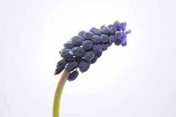 Flor nazareno
