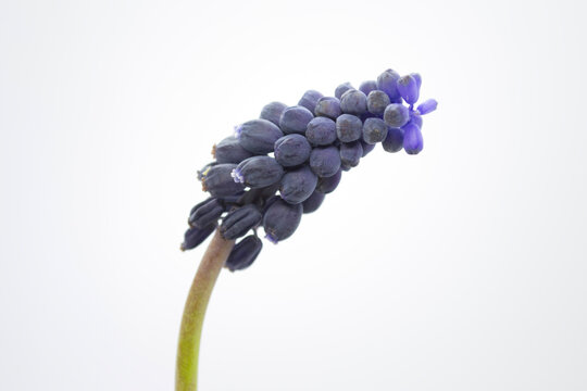 Flor nazareno