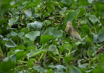 Real nature heron bird living on 
water hyacinth bush finding and hiding fishs in the river. 