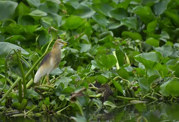 Tuinposter Real nature heron bird living on  water hyacinth bush finding and hiding fishs in the river.  © Pongsatorn