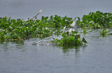 Groups of herons fight for space on floating water hyacinths to find fish. heron, nature art.